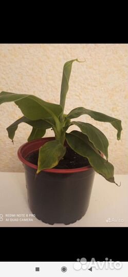 Комнатный банан (оригинальный подарок к 8 марта)