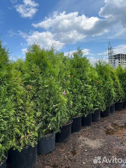 Туя Смарагд