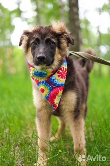 Собака Шкипер из приюта хочет домой