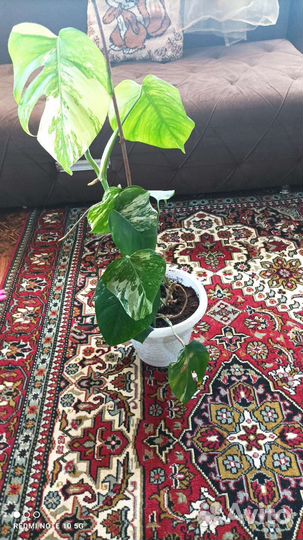 Манстера альба