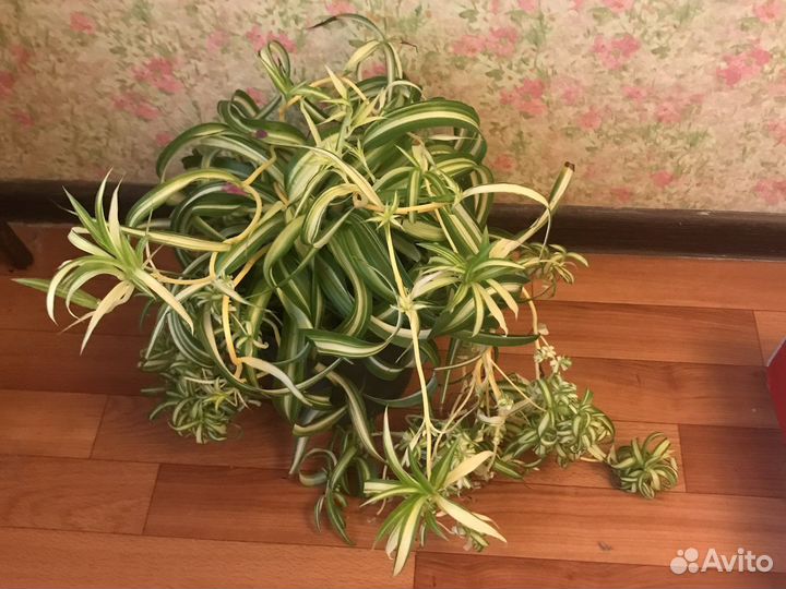 Хлорофитум кудрявый