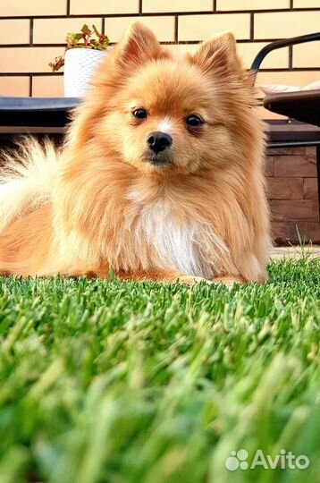 Девочка шпиц для вязки