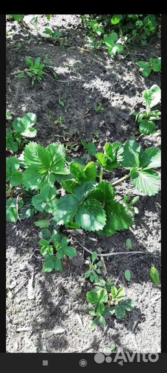 Рассада клубники азия и Екатерина