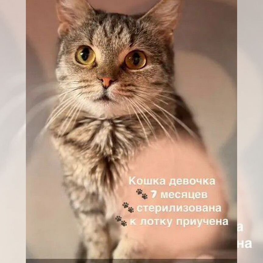 Котята подростки