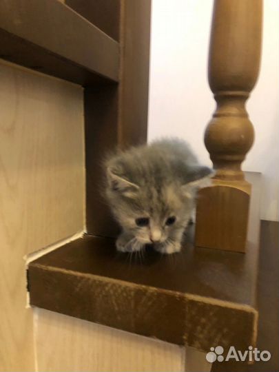 Котята в добрые руки бесплатно