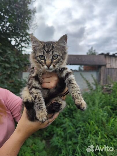 Котята в добрые руки бесплатно