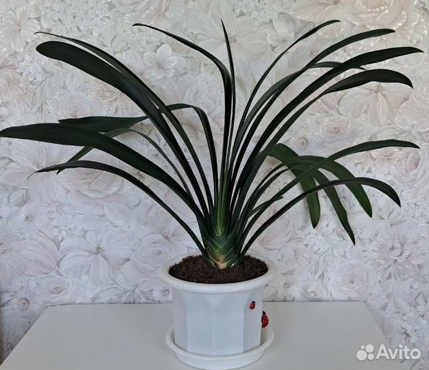 Домашние цветы