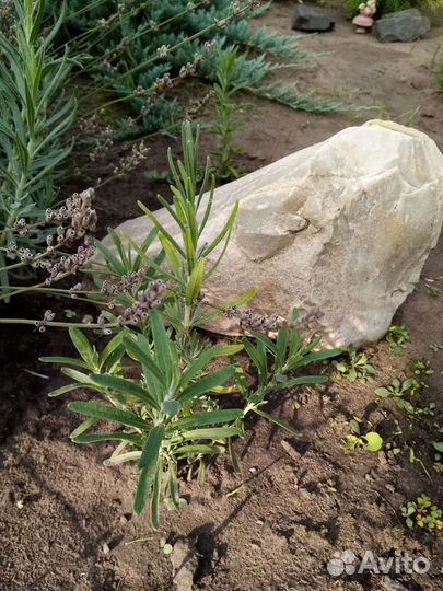 Лаванда саженцы