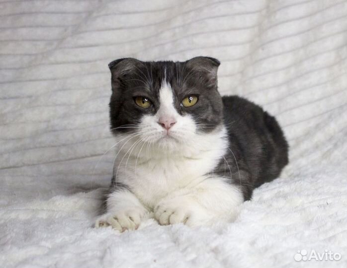 Котята манчкин