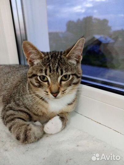 Котята короткошерстные