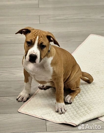 Щенок амстаффа