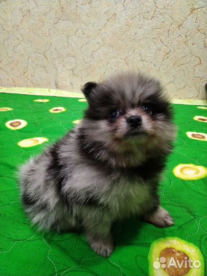 Щенки шпица