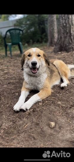 Собака спасли от гибели