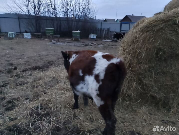 Телята бычки 9-10 месяцев