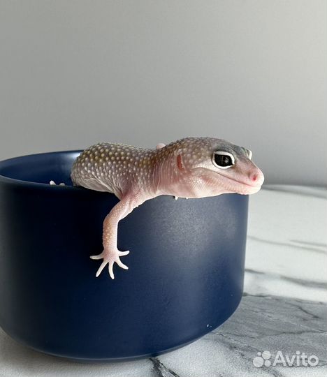 Эублефары малыши