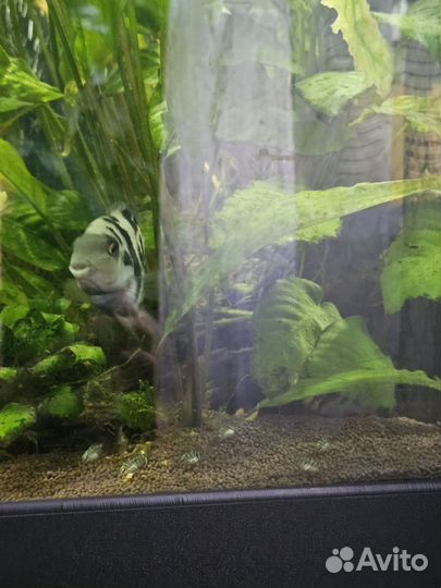 Мальки Сапфирового попугая