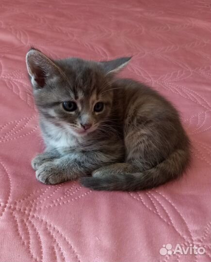 Отдам котят в добрые руки