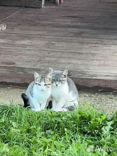 Отдам котят в добрые руки