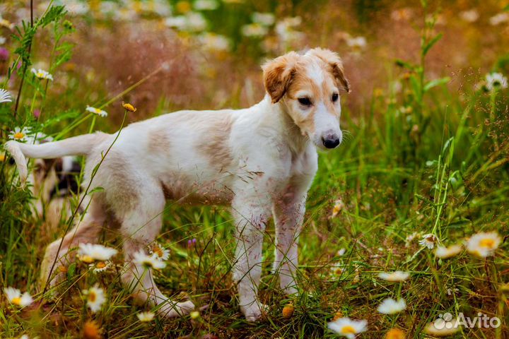 Щенки русской псовой борзой