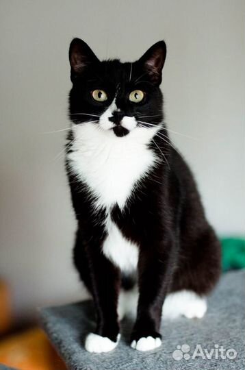 Кошечка Маркиза в добрые руки