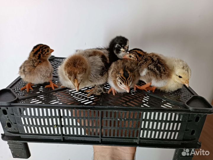Цыплята цесарки