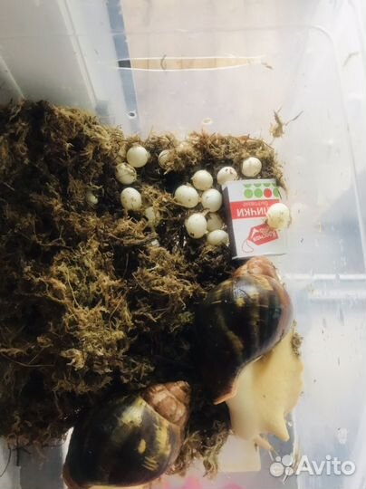 Яйцо улитки ахатина альбино