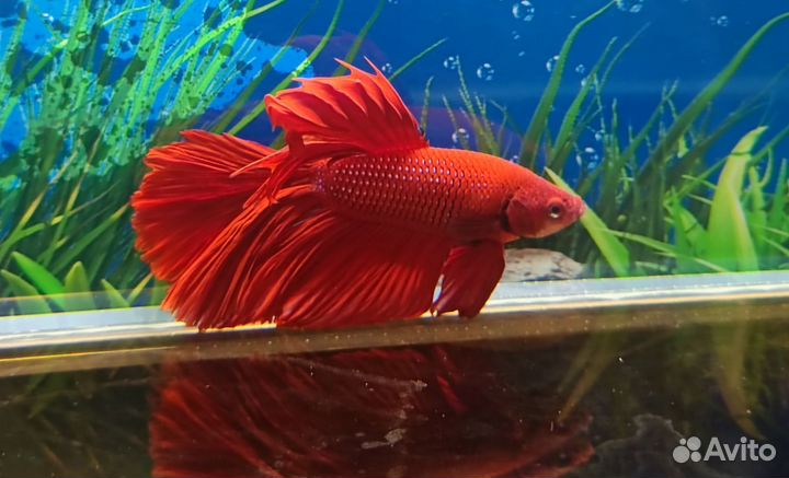 Аквариумные рыбки (животные)