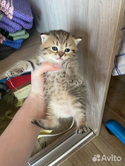 Британские котята