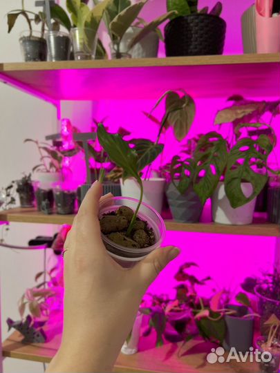 Комнатные растения цветы