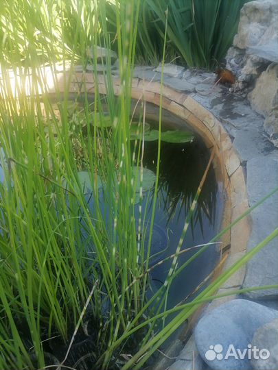 Растения для пруда и каллы