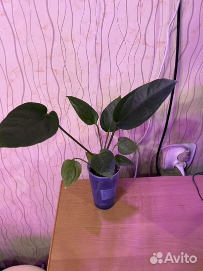 Антуриум ренессанс