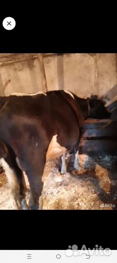 Корова дойная