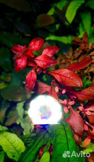 Растения для аквариума