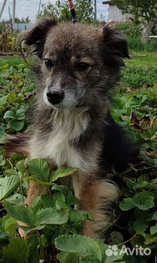 Бесплатно Маленький пёсик кастрированный