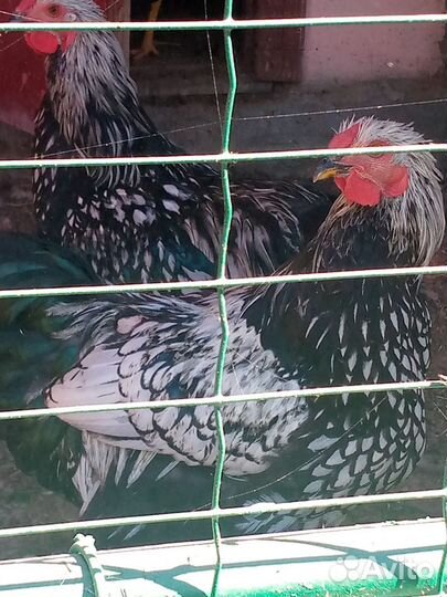 Молодые петухи