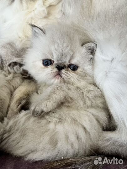 Девочка конфетка