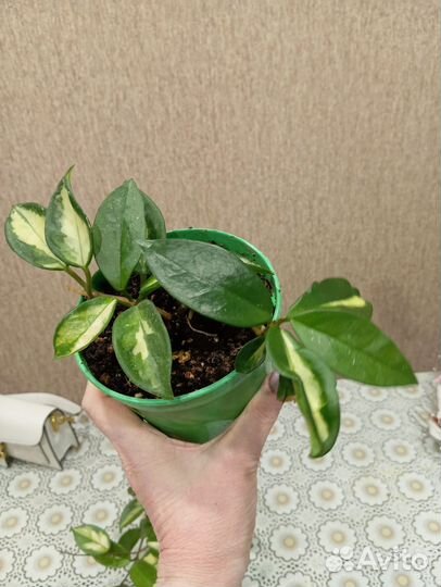 Хойя карноза триколор