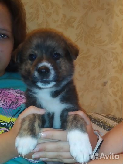 Щенки в добрые руки