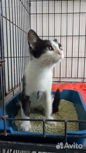 Кошечка подросток