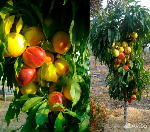 Реализуем саженцы всех видов