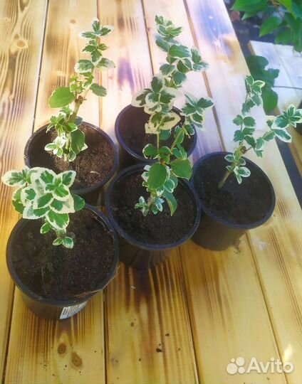 Бересклет форчуна