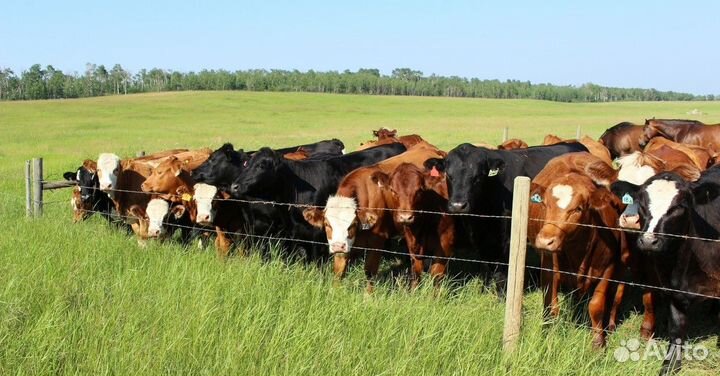 Универсальный электропастух