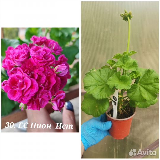 Пеларгония герань