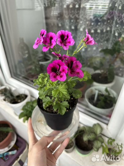 Герань Королевская