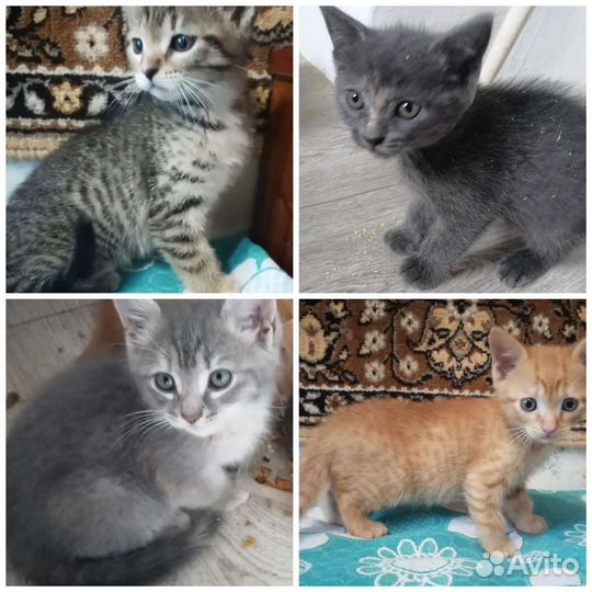 Котята ищут дом