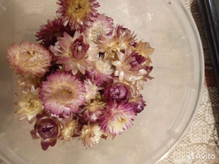 Для творчества сухоцветы, гелихризиум
