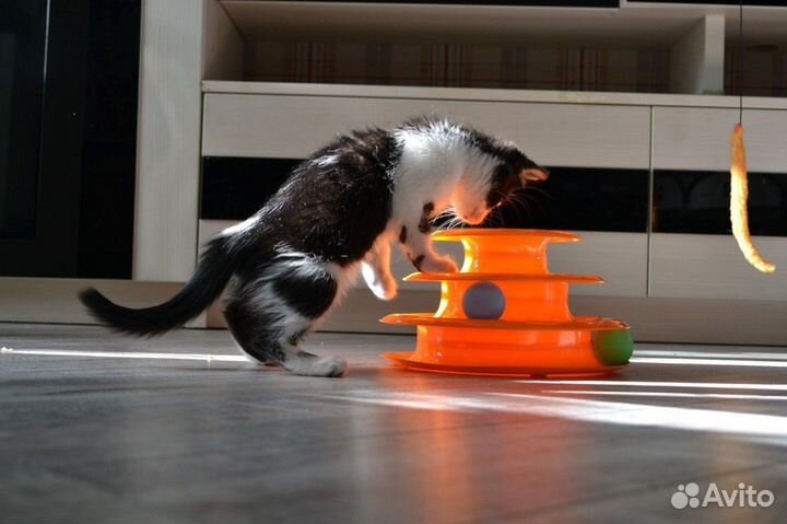 Черно-белый котенок для самых лучших хозяев