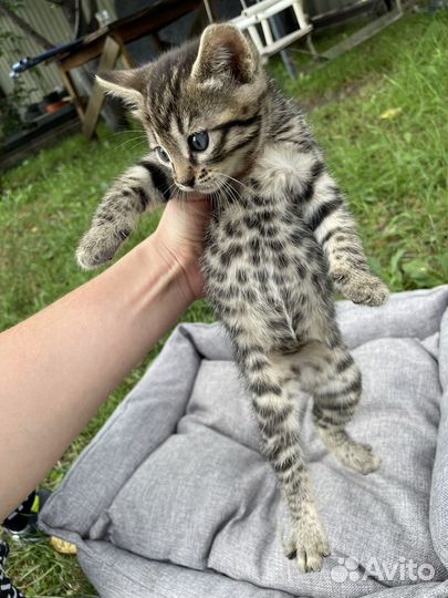 Бенгальская кошка