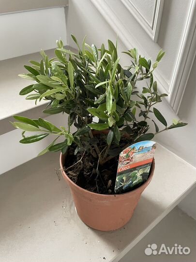 Оливковое дерево Олива 17\50