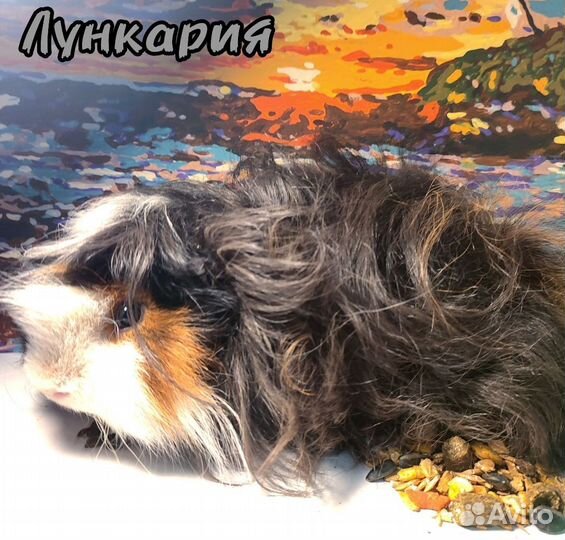 Морские свинки,самцы